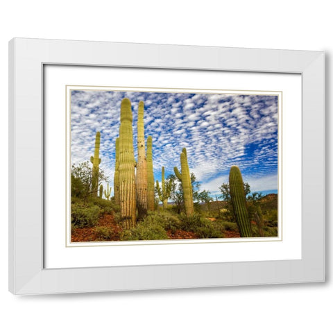 Cacti View III White Modern Wood Framed Art Print with Double Matting by Drost, David