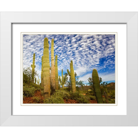 Cacti View III White Modern Wood Framed Art Print with Double Matting by Drost, David