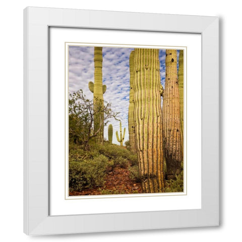 Cacti View IV White Modern Wood Framed Art Print with Double Matting by Drost, David