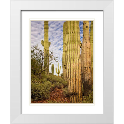 Cacti View IV White Modern Wood Framed Art Print with Double Matting by Drost, David