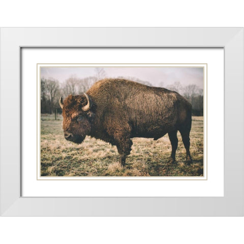 Solitary Bison IV White Modern Wood Framed Art Print with Double Matting by Mead, Adam
