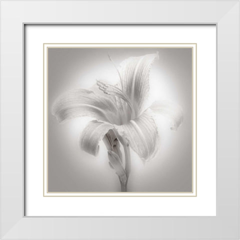 Tiger Lily II White Modern Wood Framed Art Print with Double Matting by McLoughlin, James