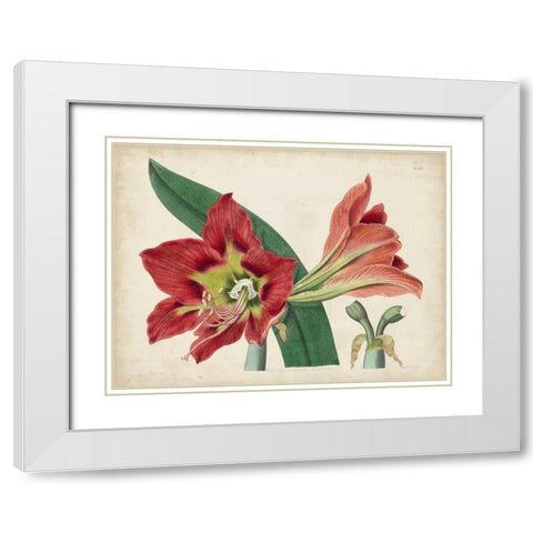 Amaryllis Splendor I White Modern Wood Framed Art Print with Double Matting by Curtis