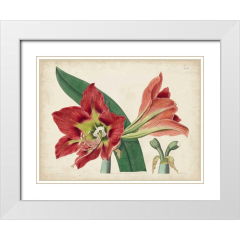 Amaryllis Splendor I White Modern Wood Framed Art Print with Double Matting by Curtis
