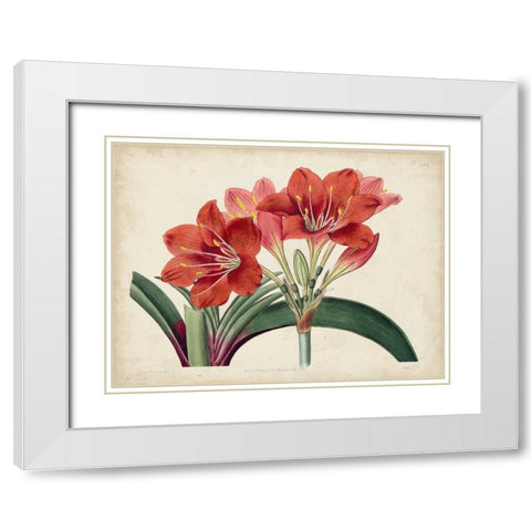 Amaryllis Splendor II White Modern Wood Framed Art Print with Double Matting by Curtis