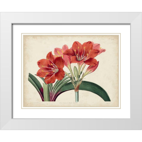 Amaryllis Splendor II White Modern Wood Framed Art Print with Double Matting by Curtis