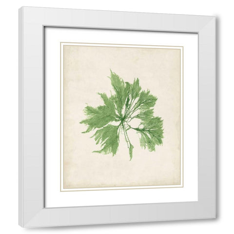 Peridot Seaweed I White Modern Wood Framed Art Print with Double Matting by Vision Studio