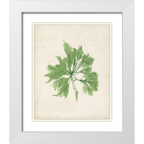 Peridot Seaweed I White Modern Wood Framed Art Print with Double Matting by Vision Studio