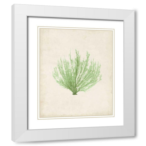 Peridot Seaweed VI White Modern Wood Framed Art Print with Double Matting by Vision Studio