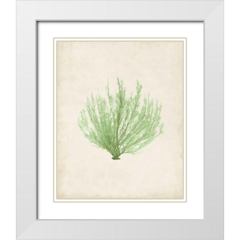 Peridot Seaweed VI White Modern Wood Framed Art Print with Double Matting by Vision Studio