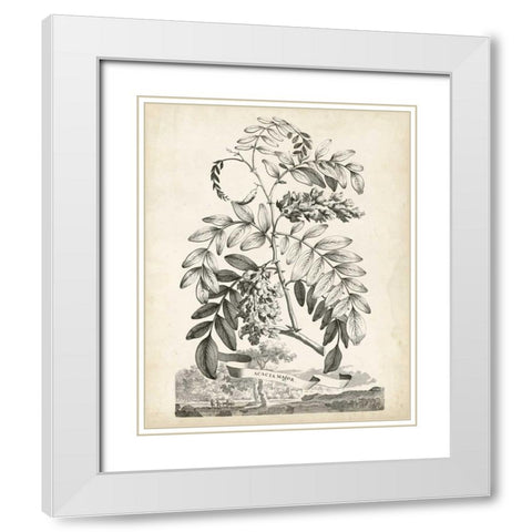 Scenic Botanical I White Modern Wood Framed Art Print with Double Matting by Munting, Abraham