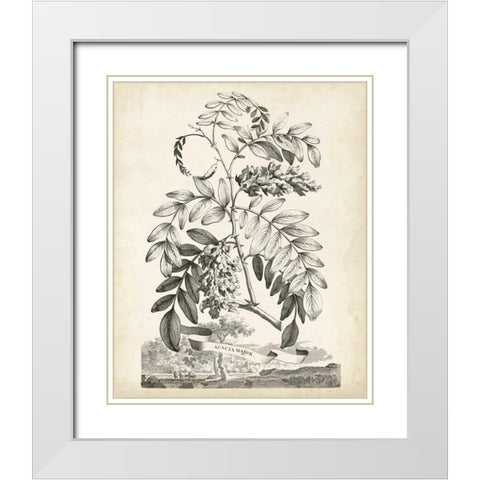 Scenic Botanical I White Modern Wood Framed Art Print with Double Matting by Munting, Abraham