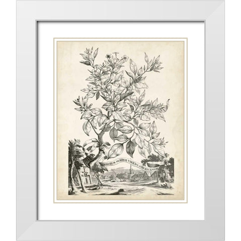 Scenic Botanical II White Modern Wood Framed Art Print with Double Matting by Munting, Abraham