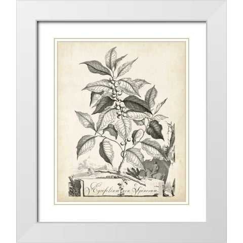 Scenic Botanical III White Modern Wood Framed Art Print with Double Matting by Munting, Abraham