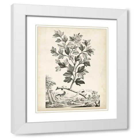 Scenic Botanical V White Modern Wood Framed Art Print with Double Matting by Munting, Abraham