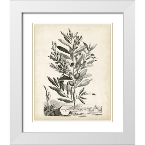 Scenic Botanical VI White Modern Wood Framed Art Print with Double Matting by Munting, Abraham