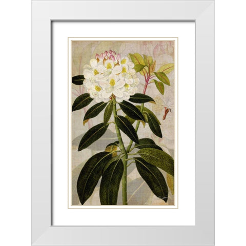 Rhododendron I White Modern Wood Framed Art Print with Double Matting by Butler, John