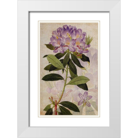 Rhododendron II White Modern Wood Framed Art Print with Double Matting by Butler, John