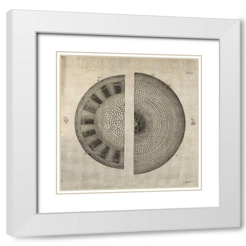 Cross Cut I White Modern Wood Framed Art Print with Double Matting by Butler, John