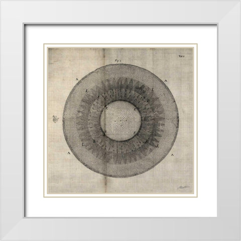 Cross Cut II White Modern Wood Framed Art Print with Double Matting by Butler, John