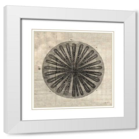 Cross Cut III White Modern Wood Framed Art Print with Double Matting by Butler, John