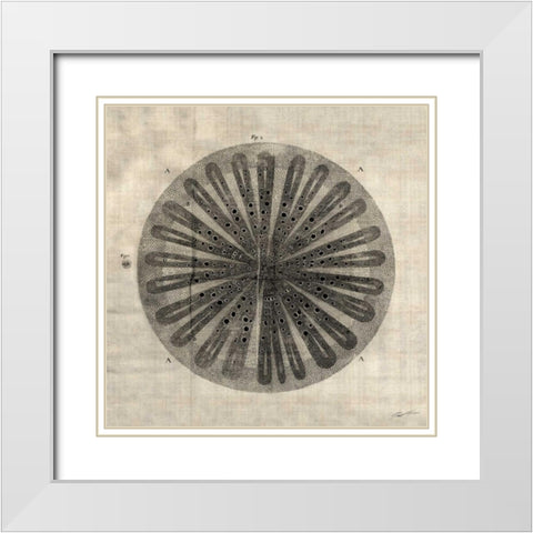 Cross Cut III White Modern Wood Framed Art Print with Double Matting by Butler, John