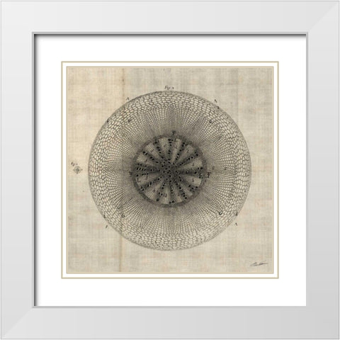 Cross Cut IV White Modern Wood Framed Art Print with Double Matting by Butler, John