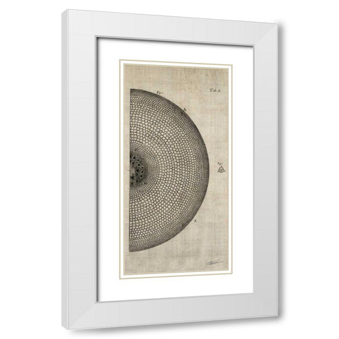 Cross Cut I Right White Modern Wood Framed Art Print with Double Matting by Butler, John