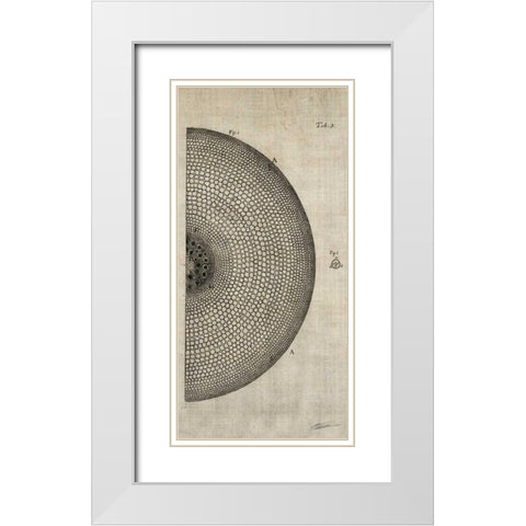 Cross Cut I Right White Modern Wood Framed Art Print with Double Matting by Butler, John