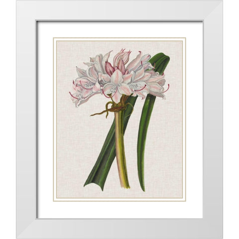Crinium Lily I White Modern Wood Framed Art Print with Double Matting by McCavitt, Naomi
