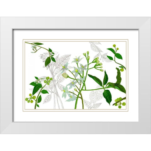 Solanum I White Modern Wood Framed Art Print with Double Matting by Wang, Melissa