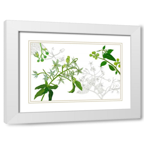 Solanum II White Modern Wood Framed Art Print with Double Matting by Wang, Melissa