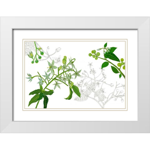 Solanum II White Modern Wood Framed Art Print with Double Matting by Wang, Melissa