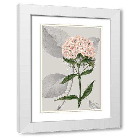 Botanical Arrangement III White Modern Wood Framed Art Print with Double Matting by Vision Studio