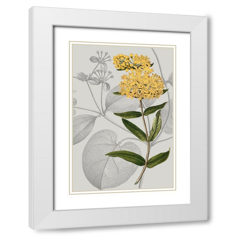 Botanical Arrangement V White Modern Wood Framed Art Print with Double Matting by Vision Studio