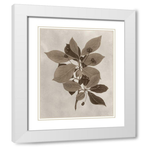 Arbor Specimen I White Modern Wood Framed Art Print with Double Matting by Vision Studio