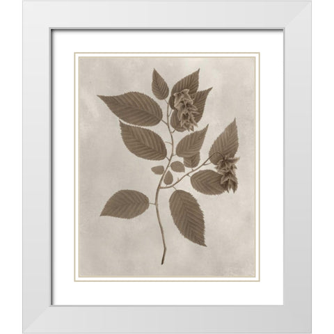 Arbor Specimen II White Modern Wood Framed Art Print with Double Matting by Vision Studio