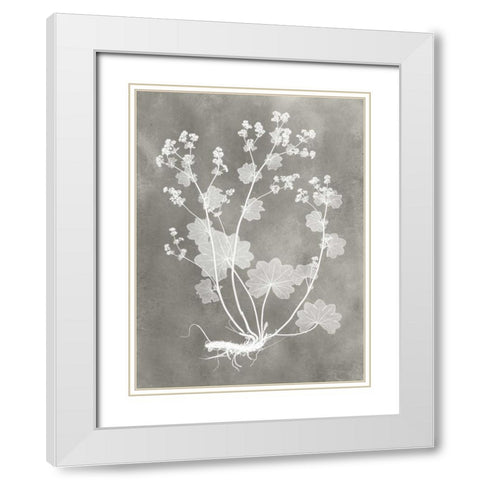 Herbarium Study I White Modern Wood Framed Art Print with Double Matting by Vision Studio