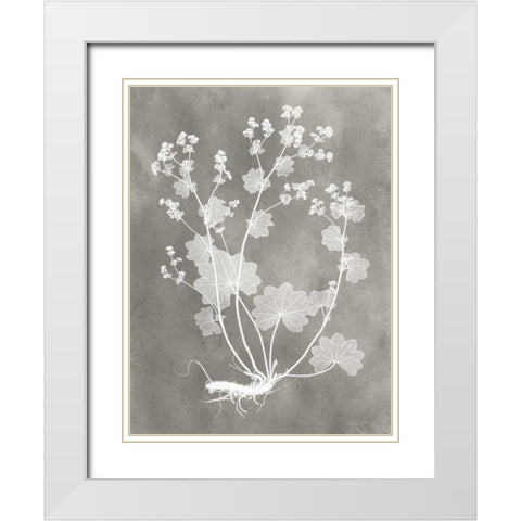 Herbarium Study I White Modern Wood Framed Art Print with Double Matting by Vision Studio