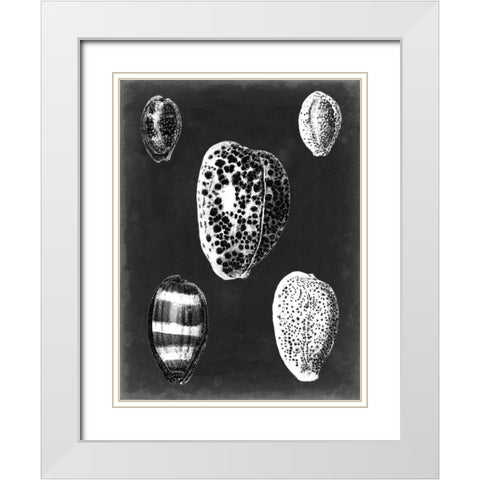 Alabaster Shells VI White Modern Wood Framed Art Print with Double Matting by Vision Studio