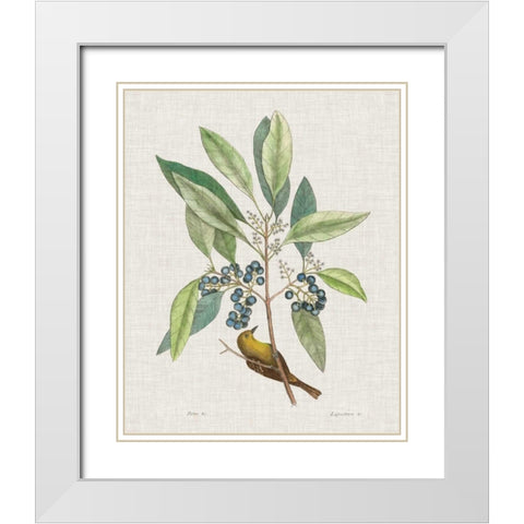 Studies in Nature IV White Modern Wood Framed Art Print with Double Matting by Catesby, Mark