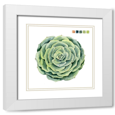 Succulent Swatches IV White Modern Wood Framed Art Print with Double Matting by Popp, Grace