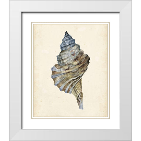 Watercolor Seashell III White Modern Wood Framed Art Print with Double Matting by Wang, Melissa