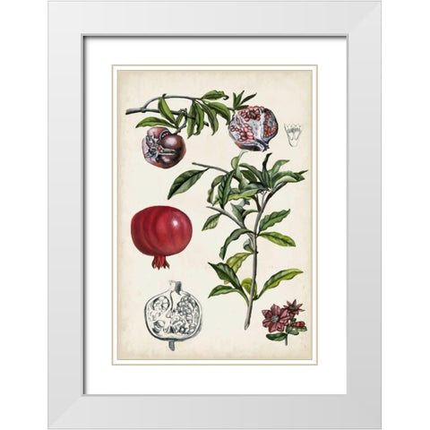 Pomegranate Composition I White Modern Wood Framed Art Print with Double Matting by McCavitt, Naomi