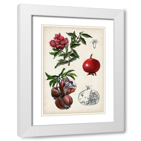 Pomegranate Composition II White Modern Wood Framed Art Print with Double Matting by McCavitt, Naomi