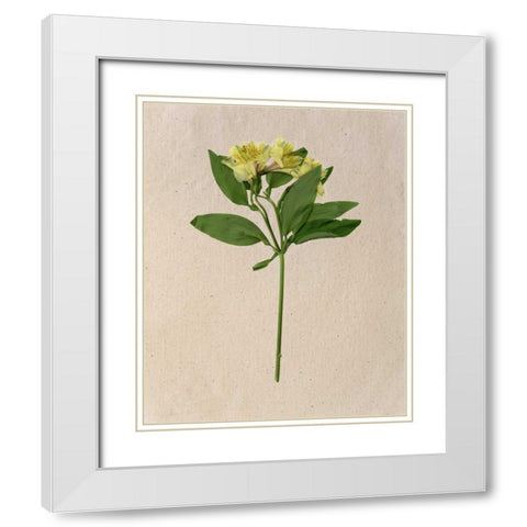 Pretty Pressed Flowers II White Modern Wood Framed Art Print with Double Matting by Wang, Melissa