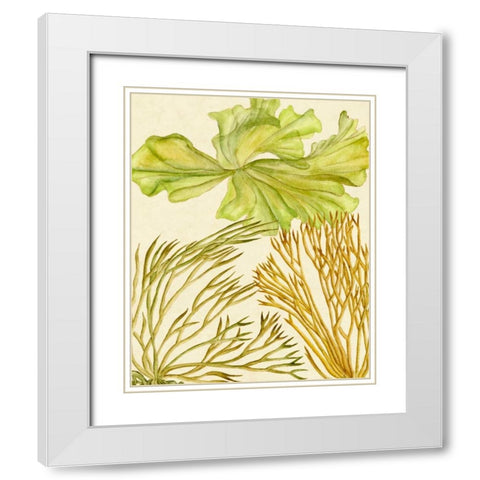 Vintage Seaweed Collection I White Modern Wood Framed Art Print with Double Matting by Wang, Melissa