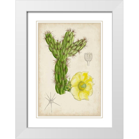 Antique Cactus I White Modern Wood Framed Art Print with Double Matting by Curtis