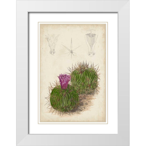 Antique Cactus II White Modern Wood Framed Art Print with Double Matting by Curtis