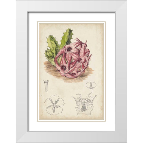 Antique Cactus III White Modern Wood Framed Art Print with Double Matting by Curtis